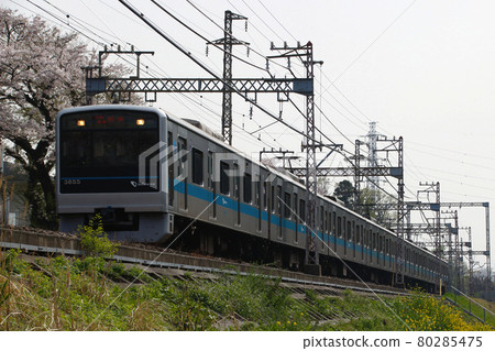 A row of cherry blossom trees and Odakyu Line 3000 series (local train: 8-car train) A row of cherry blossom trees and Odakyu Line 3000 series (local train: 8-car train) 80285475