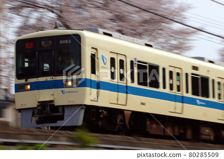 A row of cherry blossom trees and Odakyu Line 8000 type (express: 10-car train) A row of cherry blossom trees and Odakyu Line 8000 type (express: 10-car train) 80285509