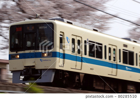 A row of cherry blossom trees and Odakyu Line 8000 type (express: 10-car train) 80285510