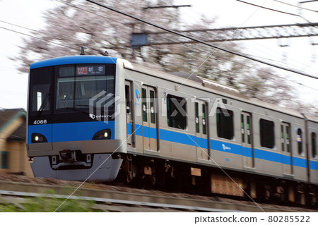 A row of cherry blossom trees and Odakyu Line 4000 series (Rapid Express: 10-car train) 80285522