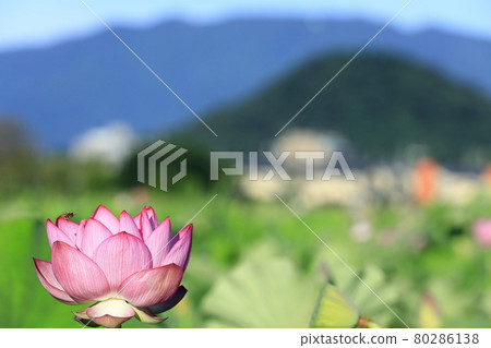 日本的蓮花 日本的蓮花 80286138