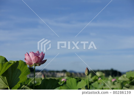 日本的蓮花 日本的蓮花 80286139