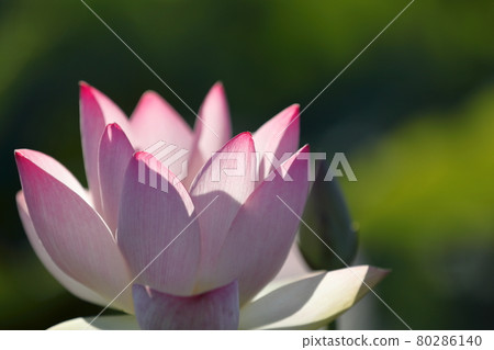 日本的蓮花 日本的蓮花 80286140
