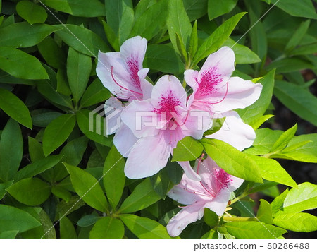 白杜鵑花 白杜鵑花 80286488