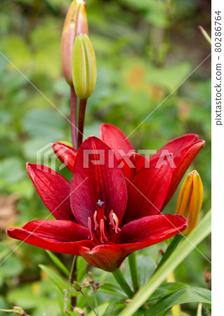 夏日花園中的紅百合 夏日花園中的紅百合 80286764
