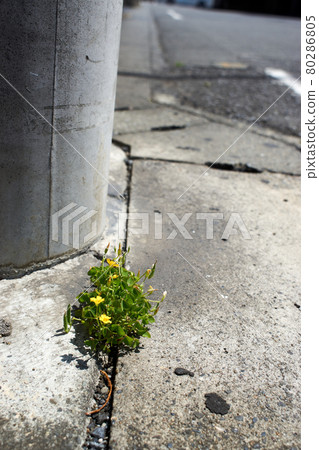 Foot, telephone pole, root, weed, wood sorrel, up 80286805