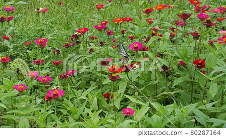 花場 花場 80287164