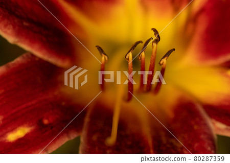 Close up of full blooming day lilies pinkish orange  80287359