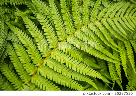Den Helder, the Netherlands. June 2021. Close up of a leaf of a fern. 80287530