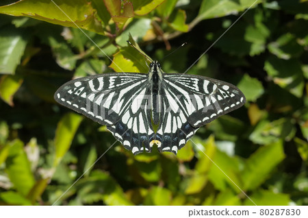 Papilio machaon 休息它的翅膀 Papilio machaon 休息它的翅膀 80287830