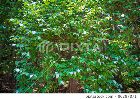 Actinidia polygama, a view of early summer... - Stock Photo [80287871] -  PIXTA