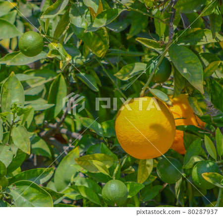 Ready to pick Oranges in Santa Clara River Valley, Fillmore, Ventura County, California 80287937