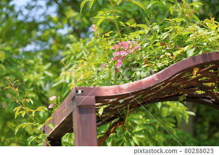 Rose flower ballerina Rose flower ballerina 80288023