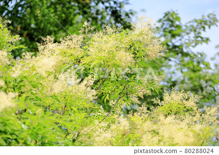 Flowers of Simonna Neko Flowers of Simonna Neko 80288024
