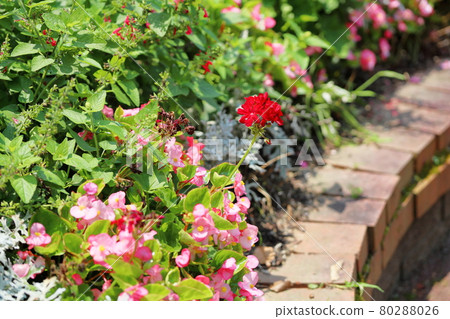 紅色小花 紅色小花 80288026