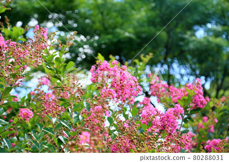 Issai sulpeberry flowers 80288031