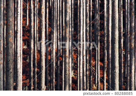 Kitayama cedar Kyoto city Kitayama cedar Kyoto city 80288085