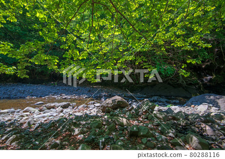 中木川，中木水壩，靠近妙義湖上游，初夏的周邊景色。 80288116