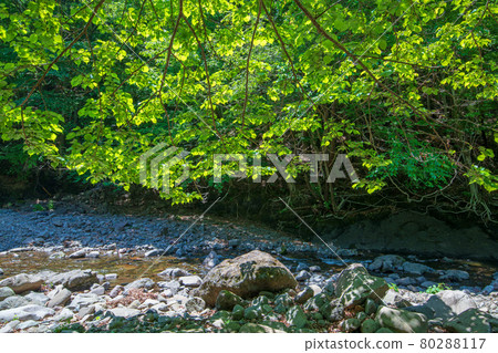 中木川，中木水壩，靠近妙義湖上游，初夏的周邊景色。 80288117