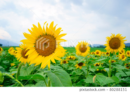 Sunflower field Makoto town Kagawa prefecture Sunflower field Makoto town Kagawa prefecture 80288151
