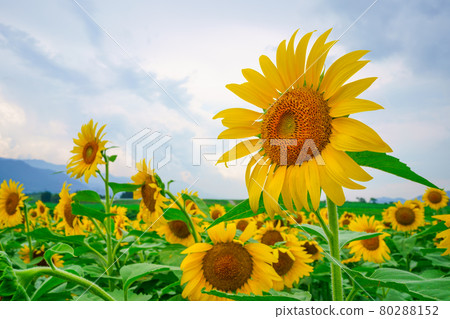 Sunflower field Makoto town Kagawa prefecture Sunflower field Makoto town Kagawa prefecture 80288152
