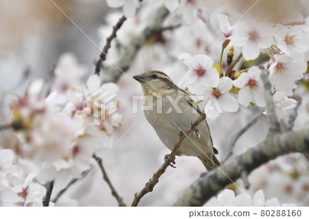 櫻花和赤褐色麻雀的女性 80288160
