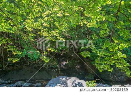中木川，中木水壩，靠近妙義湖上游，初夏的周邊景色。 80288189