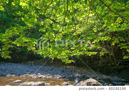 中木川，中木水壩，靠近妙義湖上游，初夏的周邊景色。 80288190