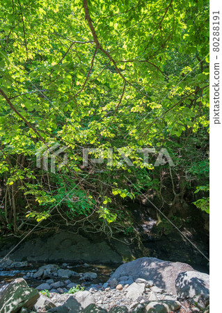 中木川，中木水壩，靠近妙義湖上游，初夏的周邊景色。 80288191