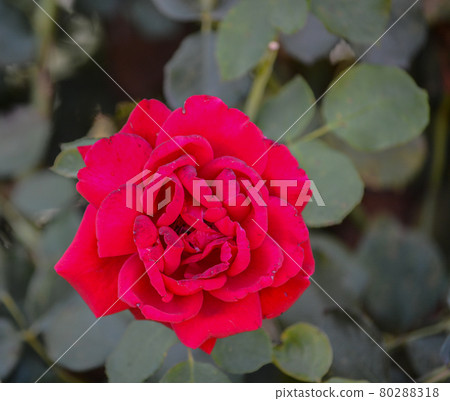 Beautiful Red Rose in the Santa Clara River Valley, Fillmore, California 80288318