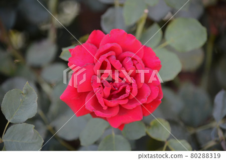 Beautiful Red Rose in the Santa Clara River Valley, Fillmore, California 80288319