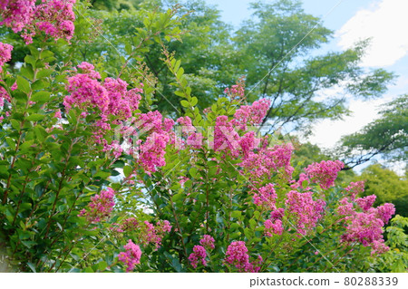 Issai sulpeberry flowers Issai sulpeberry flowers 80288339