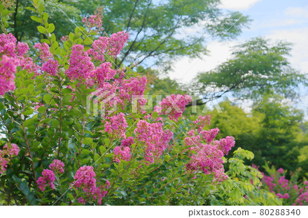 Issai sulpeberry flowers Issai sulpeberry flowers 80288340