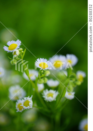 公主的女孩 80288352