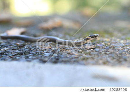 Hibakari Hibakari 80288408