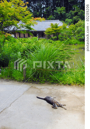Joruri-ji Main Hall and Cat, Kizugawa City, Kyoto Prefecture Joruri-ji Main Hall and Cat, Kizugawa City, Kyoto Prefecture 80289206