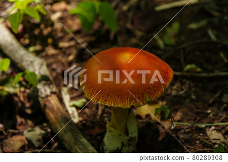 Amanita caesareus 與開放的紅色蘑菇傘 b-1 Amanita caesareus 與開放的紅色蘑菇傘 b-1 80289308