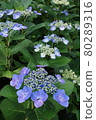 hydrangea   80289316