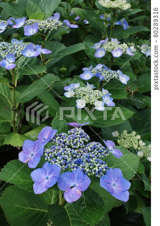 hydrangea hydrangea 80289316