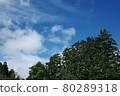 Sky and trees 80289318
