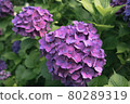 hydrangea   80289319