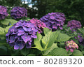 hydrangea   80289320