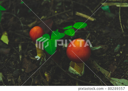 A red mushroom that grows naturally. Amanita caesareus matte feeling before the umbrella opens. A red mushroom that grows naturally. Amanita caesareus matte feeling before the umbrella opens. 80289357