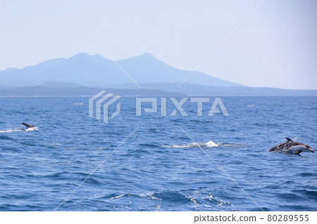 Pacific white-sided dolphin in Mutsu Bay Pacific white-sided dolphin in Mutsu Bay 80289555