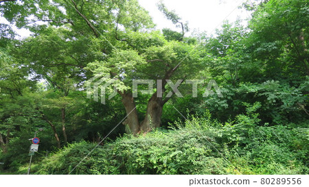 夏天南山 夏天南山 80289556