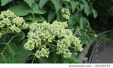 夏天南山 夏天南山 80289559