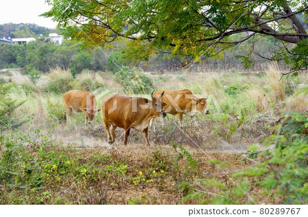 A herd of cows under a large tree. A herd of cows under a large tree. 80289767