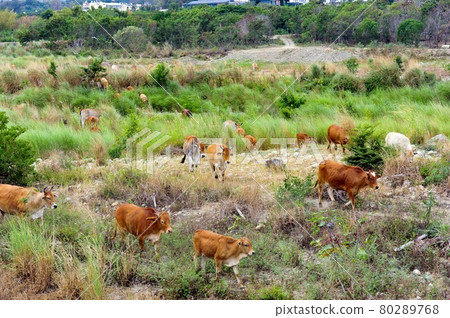 A herd of cows on the grassland. A herd of cows on the grassland. 80289768