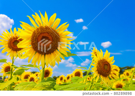 Kiyose Sunflower Festival 80289898