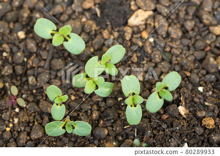 Hyssop sprout 80289933